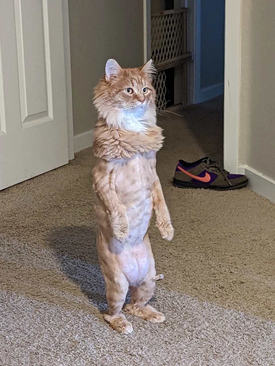 My Cat stands up, when he hears bell noises.
