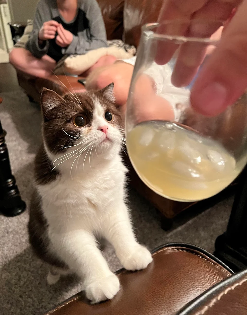 My friend’s cat wanted my drink